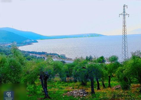 Pınarcık'ta Anayola Ve Göle Sıfır 10 Dönüm Zeytinlik