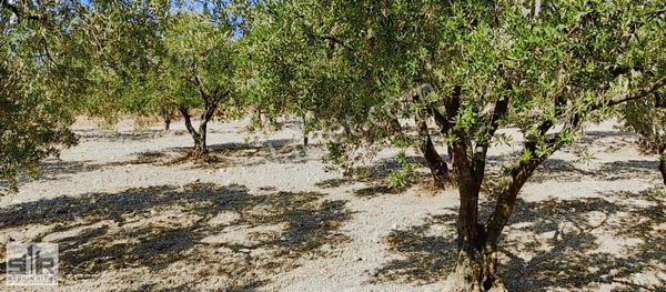 Manisa'da Satılık Zeytin Bahçesi