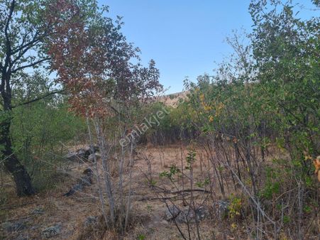 Hançerlide Uygun Fiyata 2 Dönüm Satılık Bahçe