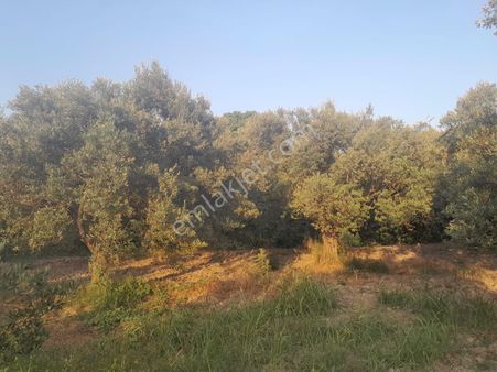 Akhisar Zeytinliovada Zeytinlik