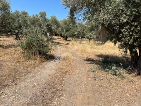 Satılık Yatırımlık Şehir Mrkezine 300 Mt İmar Uygulama Sınırında Mahsul Veren Zeytinlik