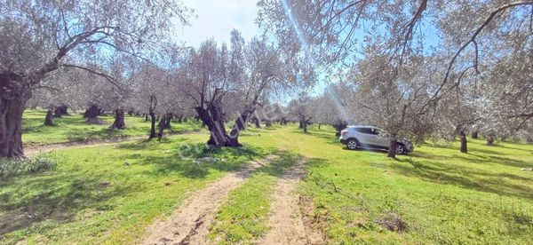 ▇▅gaziilyas'ta Kadastro Yoluna Cephe 4503m2 Zeytinlik