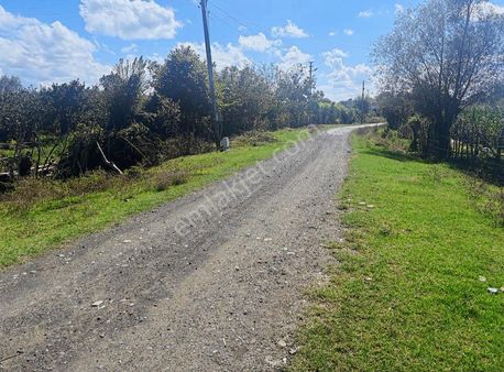 **çarşamba A.esentepe'de Satılık Tarla**