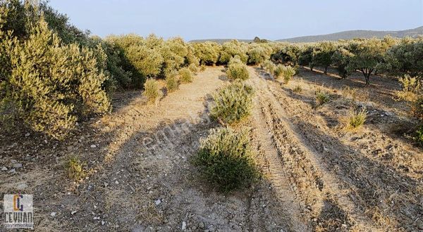 Büknüş'te Satılık Tarla