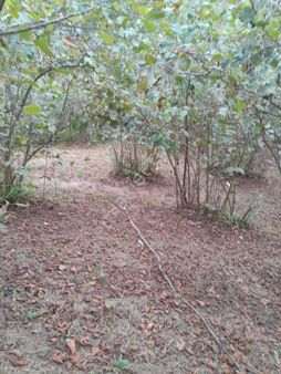 Perşembe Bolatlı Mah. 7427m2 Fındık Bahçesi Fırsat Fiyat