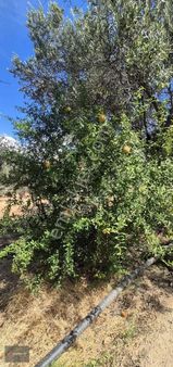 Havran Merkezde Zeytinlik