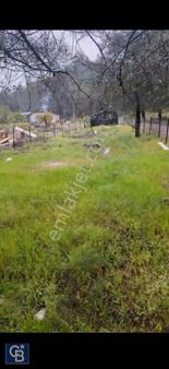 Değirmenyanı Ormana Cephe Yola Sıfır Müstakil Butik Arazi