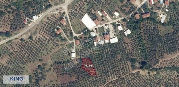 Kıng'den Fırsat! Gemlik Muratoba Mücavir Alanda Tarla