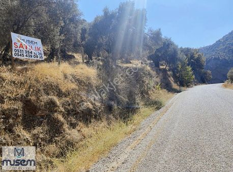 Aydın Efeler Zeytinköyde Satılık Zeytinlik