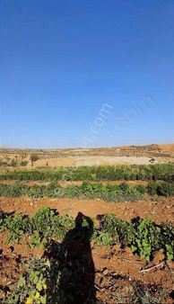 Beymahall Gyo Beşkuyu Yatırımlık Fırsat Bölgede Arazi