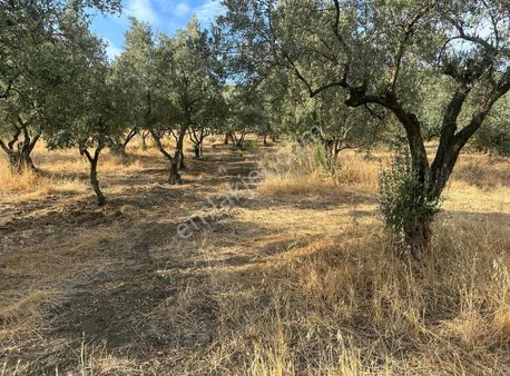 Bursa Emlak Alem-i Çakırlı Da 2.845 M2 Full Göl Manzaralı Zeytin