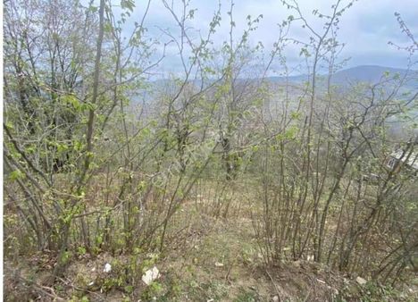 Ordu Aybastı Alacalar Merkez Fındık Bahçesi