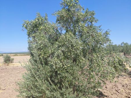 Akhisar Kapaklı Da Satılık 28.dönüm Zeytinlik 8.000.000 Tl