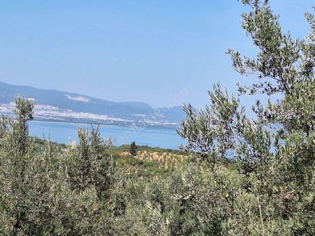 Bursa Orhangazi Yenisölöz Mah. Resmi Yola Cephe Göl Manzaralı Zeytinlik