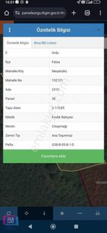 Ordu Fatsa'da Fındık Bahçesi