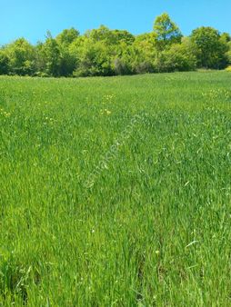 Yalova Altınova 2996 M2 Satılık Tarla