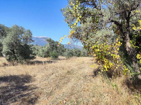 Kemalpaşa Vişneli Köyü Satılık Tarla