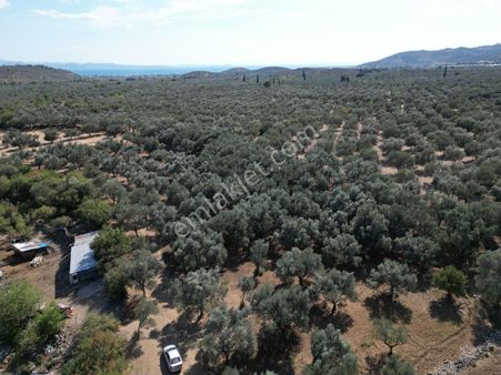 Sabri Pınarbaşı'dan Kızılkeçili'de Satılık 19.783m2 Yatırımlık Zeytinlik