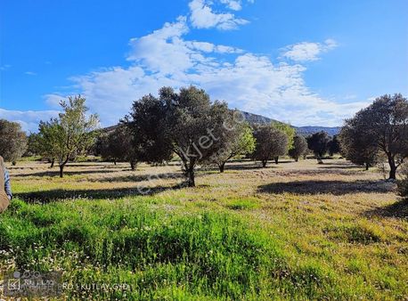 Urla Kadıovacık Köyü Resmi Yola Cephe Satılık Tek Tapu Tarla