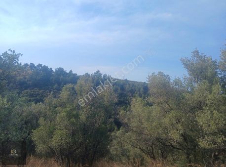 Mudanya Kumyaka Köyü'nde Kapital'den Yatırımlık Fırsat Zeytinlik