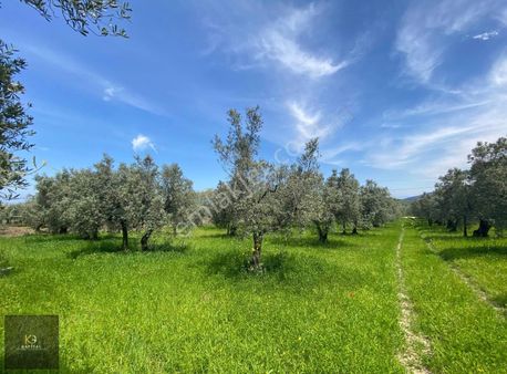 Mudanya Göynüklü'de Kapitalden 3000m2 Resmi Yolu Olan Zeytinlik