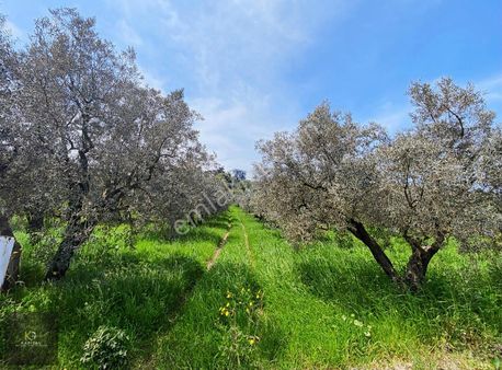 Mudanya Göynüklü'de Kapitalden 3700m2 Resmi Yolu Olan Zeytinlik