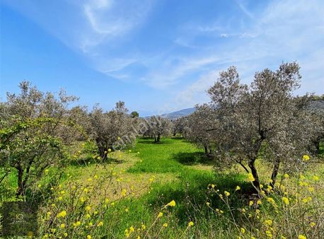 Mudanya Aydınpınar'da Kapital'den 3255 M2 Zeytinlik