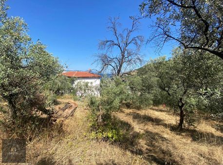 Mudanya Kumyaka'da Elektirik Su Yolu Deniz Manzaralı Zeytinlik