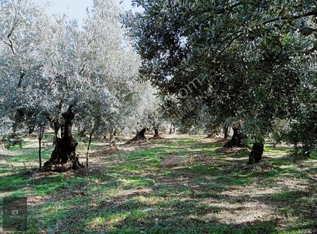 Kapital'den Yalıçiftlikte 1.482 M2 Bakımlı Zeytinlik