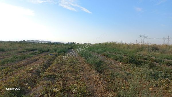 Okkalı Emlak Tan Menemen Kesik Te Satılık Tarla