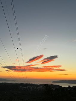 Umurbeyde Deniz Manzarlı 65 Ağaç Zeytinlik