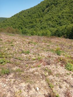 Yalova Altınova'da Yatırımlık 3909 M2 Satılık Tarla!