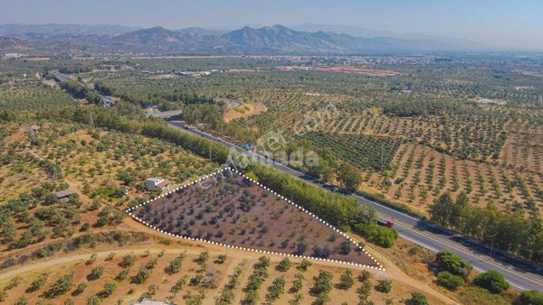 Aydın Germencik'te Satılık İncir Ve Zeytin Bahçesi