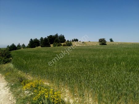 Isparta Yalvaç Koruyaka Köyü Otluk Alanı Mevkii Satılık Tarla No.20518