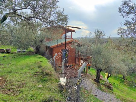 ▇▅kızılkeçili'de Çeşitli Meyve Ağaçları Bulunan 2245m2 Zeytinlik