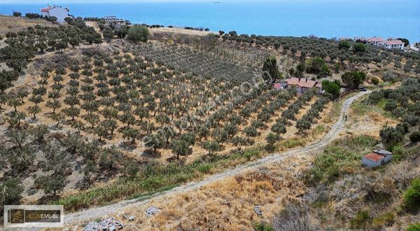 Şarköy Mürefte'de 180 Ağaçlık Zeytinlik