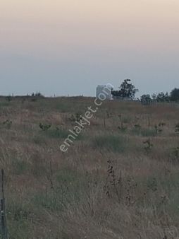 Kırklarelin De 52 Dönüm Ceviz Bahçesi