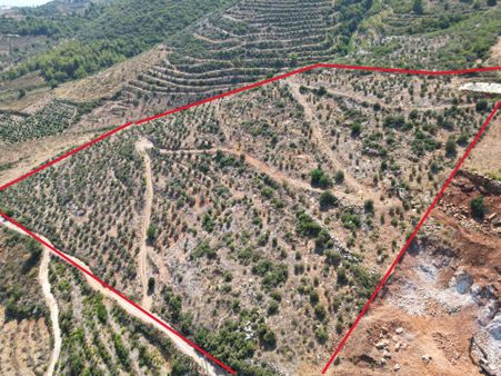 Gazipaşa’da 90 Yıllığına Kiralık 42 Dönüm Hazır Zeytinlik – Yatırımlık Ekmek Kapısı