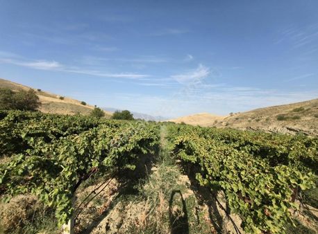 Manisa Sarıgöl Çavuşlar Mah Satılık 17 Dönüm Arazi