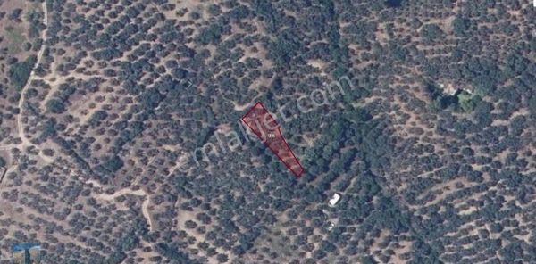 S1071 Ayhan Gezer Emlak'ta Erdek Çeltikçide Satılık Zeytinlik