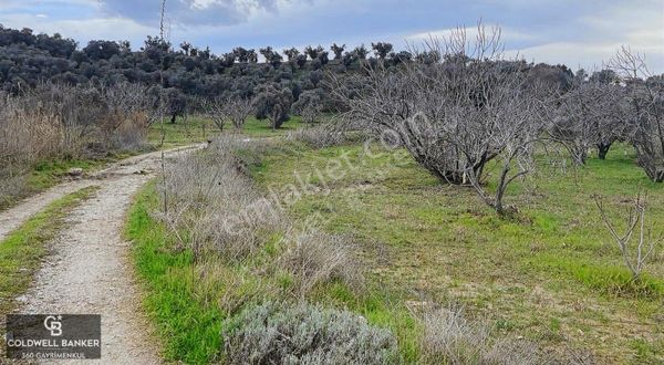 Aydın Germencik Mursallı Satılık Fırsat İncir Bahçesi!