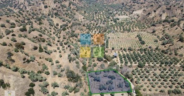 Aydın Sultanhisar Atça Mahallesinde Satılık 2530 M² Zeytinlik