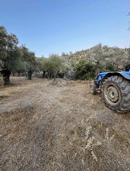 Akbaşlar'dan Milas Kafacada Otomobille Erişim Düz Zeytinlik