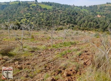 Alaşehir Evrenli Satılık Cevizlik Ve Zeytinlik