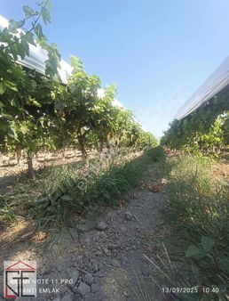 Alaşehir Garanti Emlaktan Satılık Ötrü Sistemli Bağ