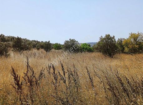 Mudanya Mirzaobada 12 Dönüm Yetişkin Zeytinlik Satılık