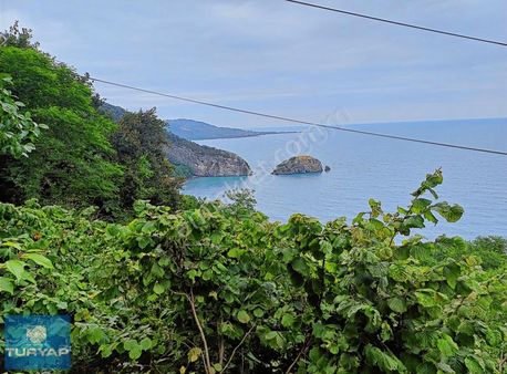 Perşembe Ramazan Mahallesi Hoynat'ta 545 M2. Satılık Bahçe