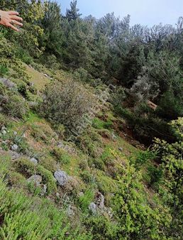 Muğla Marmaris Osmaniye Camiyanı Satılık Tarla !