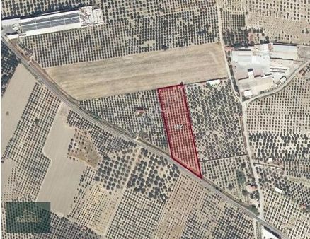 Manisa Akhisar 'da Yüksek Verimli Zeytinlik