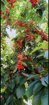 Kemalpaşa Ovacık Köyünde Müstakil Bahçeli Ev